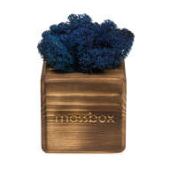 Набор с живым мхом MossBox Fire Blue Cube - Набор с живым мхом MossBox Fire Blue Cube